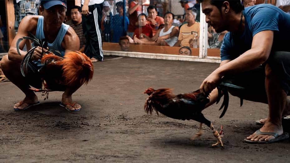 Sabong Philippines Pioneering Online Cockfighting Advancements