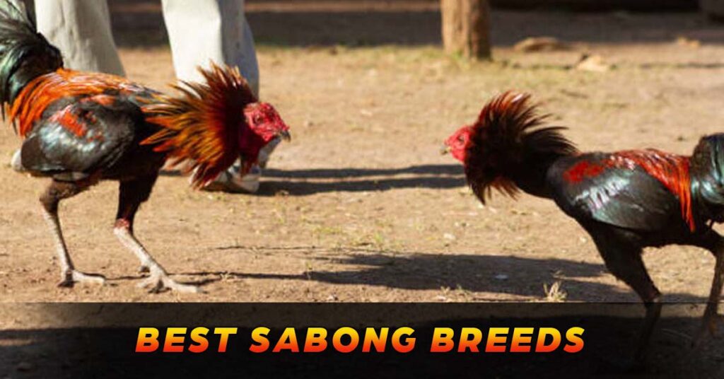 Best Sabong Breeds