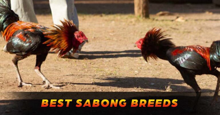 Explore The Best Sabong Breeds in Online Sabong