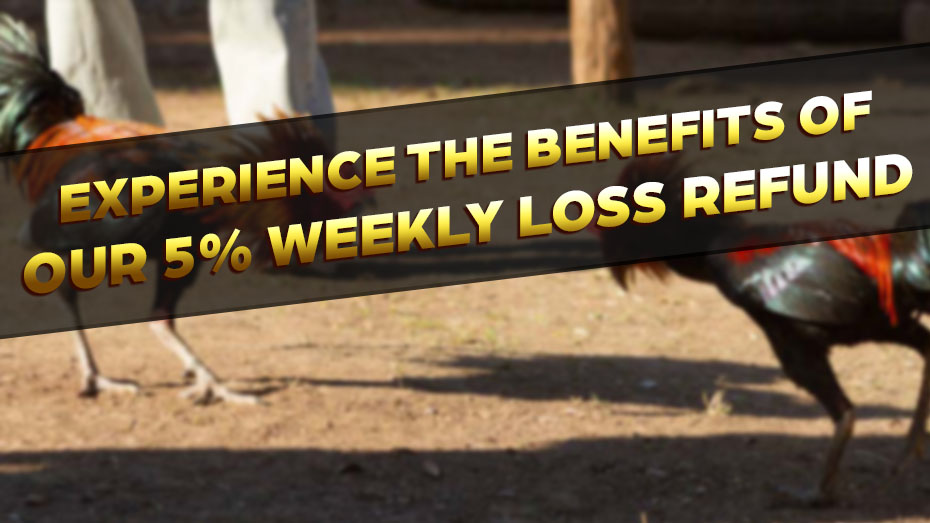 Experience the Benefits of Our 5% Weekly Loss Refund