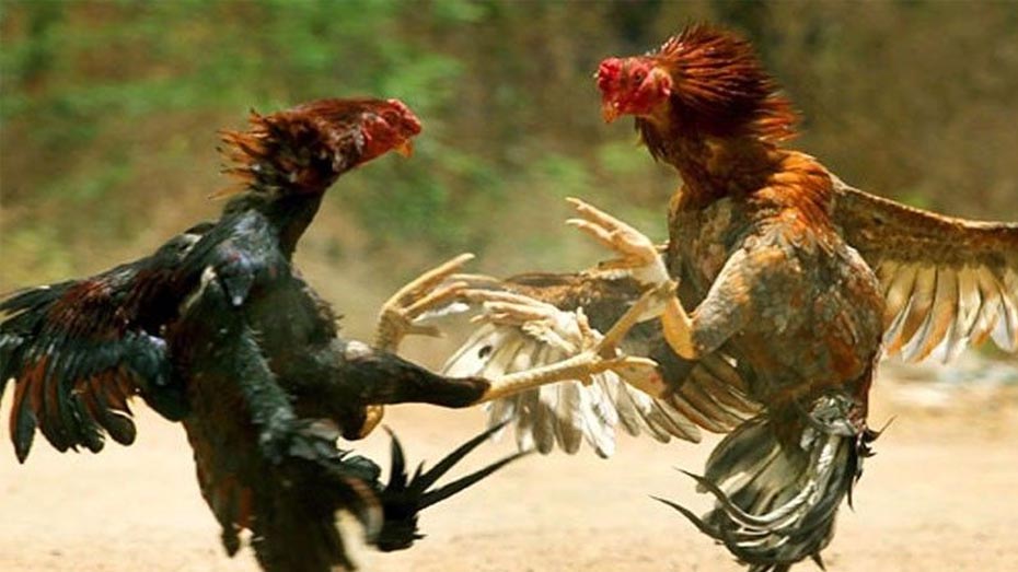 Is Cockfighting Betting Legal in the Philippines