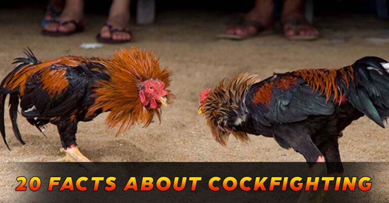 The Brutal World of Cockfighting