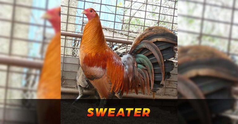Discovering the Sweater Gamefowls – Sabong Philippines